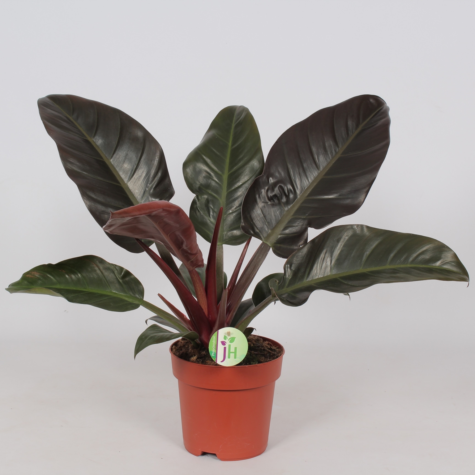 Philodendron Imperial Red Tuincentrum Schmitz