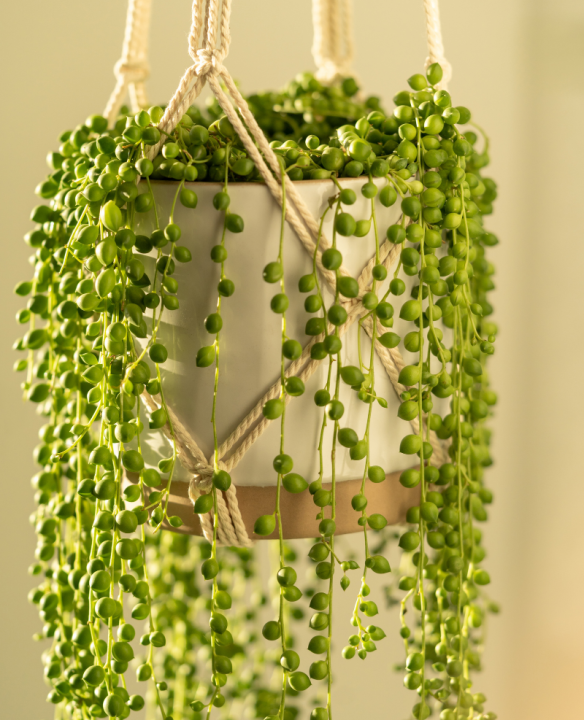 Mooie vrouw overeenkomst lamp Hangende kamerplanten kopen | Alles over de verzorging | Schmitz -  Tuincentrum Schmitz