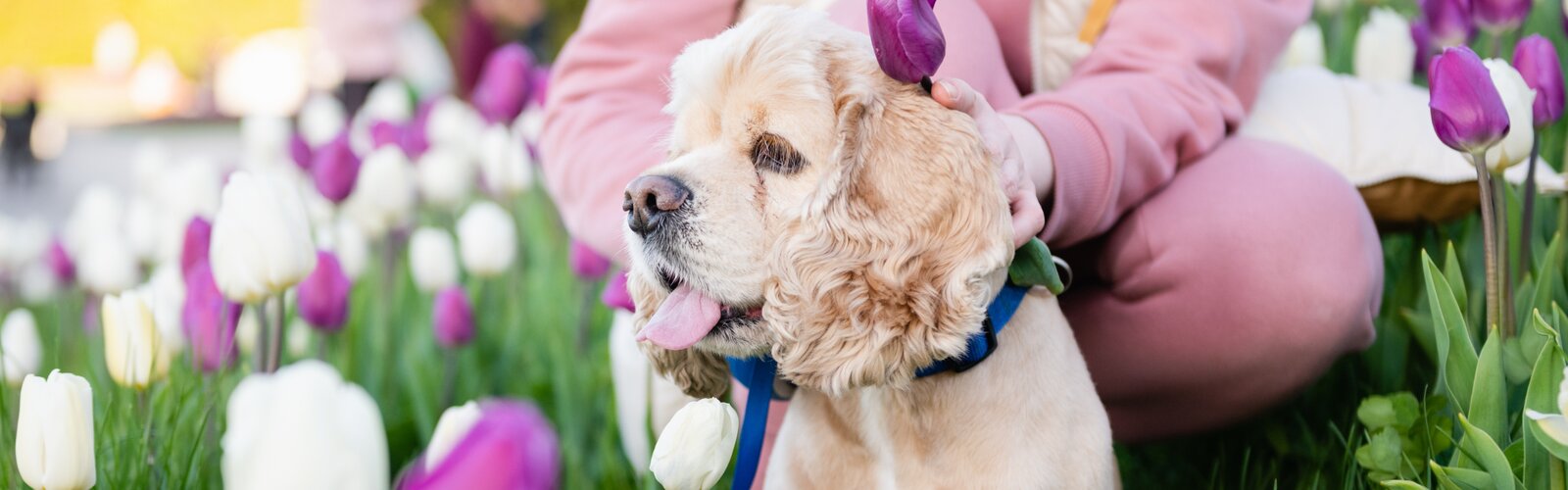 Alles voor uw huisdier