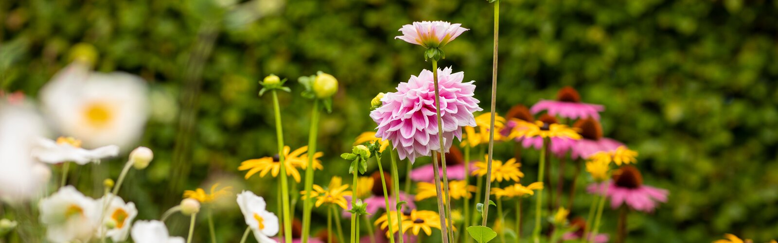 TUINPLANTEN