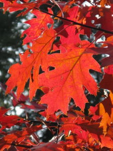 Wat te doen in de tuin in oktober?