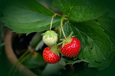 Tuinplant van de Maand juni: aardbei