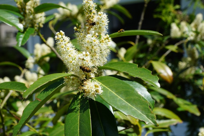 Tuinplant van de Maand oktober: Laurier