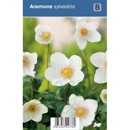 Anemone sylvestris p9