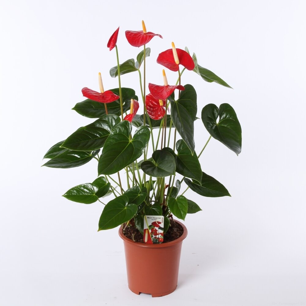 Anthurium Anthurium Plant