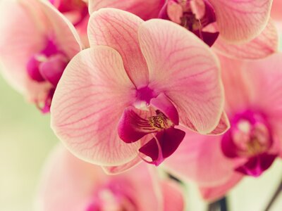 Bloeiende kamerplanten - Blühende Zimmerpflanzen