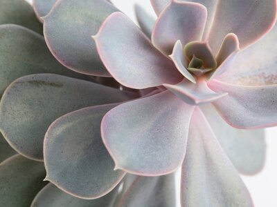 Cactussen en vetplanten - Kakteen und Sukkulenten