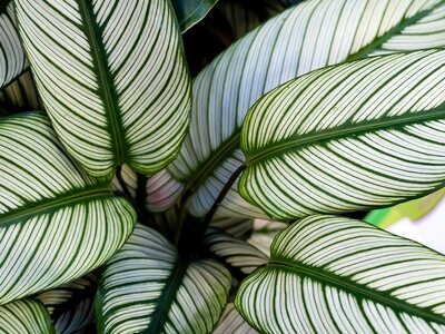 Groene kamerplanten - Grüne Zimmerpflanzen