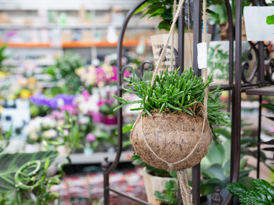Hangplanten - Hängepflanzen