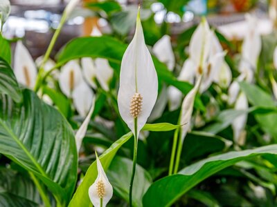 Luchtzuiverende kamerplanten - Luftreinigenden Zimmerpflanzen