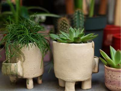 Miniplanten - Mini Zimmerpflanzen