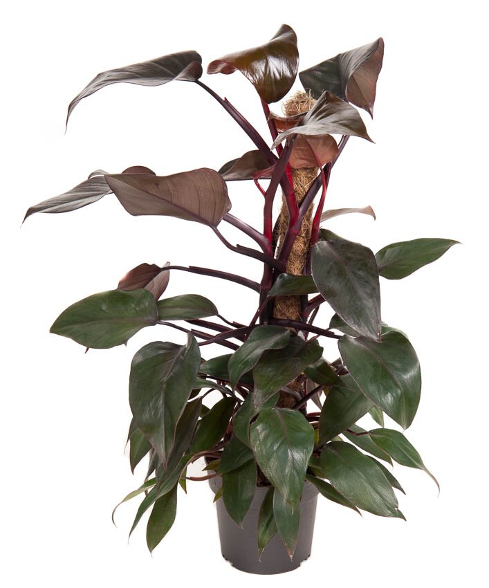 Philodendron Royal Queen P17 Tuincentrum Schmitz