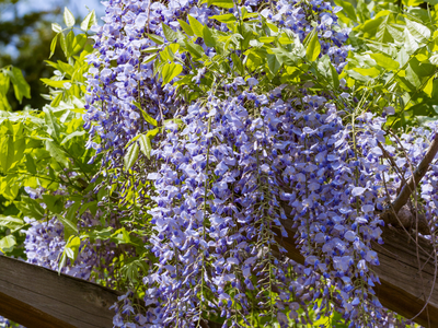 Rozen en klimplanten - Rosen, Kletter- und Schlingpflanzen