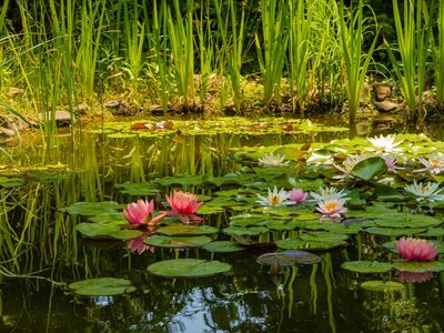 Vijver - Teich